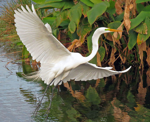 Graceful Flight             Great Egret in Flight, South Florida winter of 2014                    Ardea alba,Geotagged,Great egret,United States,Winter