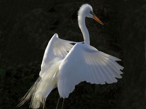 Evening Flight                                Great Egret Prepares to Land, South Florida, winter of 2014 Ardea alba,Geotagged,Great egret,United States,Winter