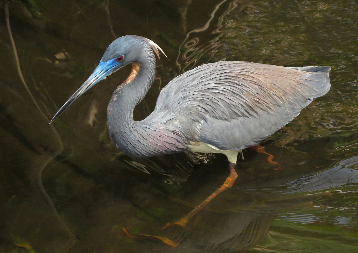 Tricolor Heron Tricolor Heron on the Hunt, South Florida, winter of 2014 Egretta tricolor,Geotagged,Tricolored Heron,United States,Winter