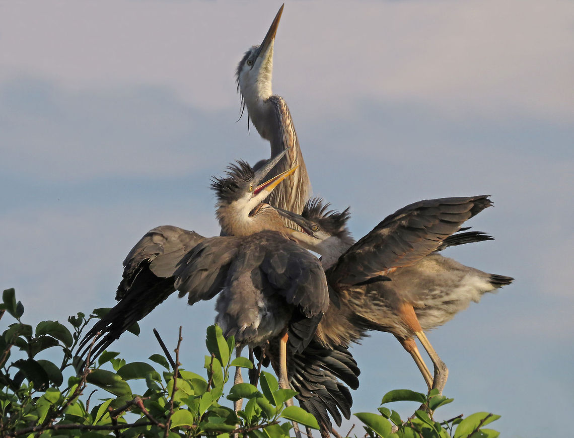 Hungry Babes                                Great Blue Heron with Pleading Offspring, South Florida, winter of 2014  Ardea herodias,Geotagged,Great Blue Heron,Spring,United States