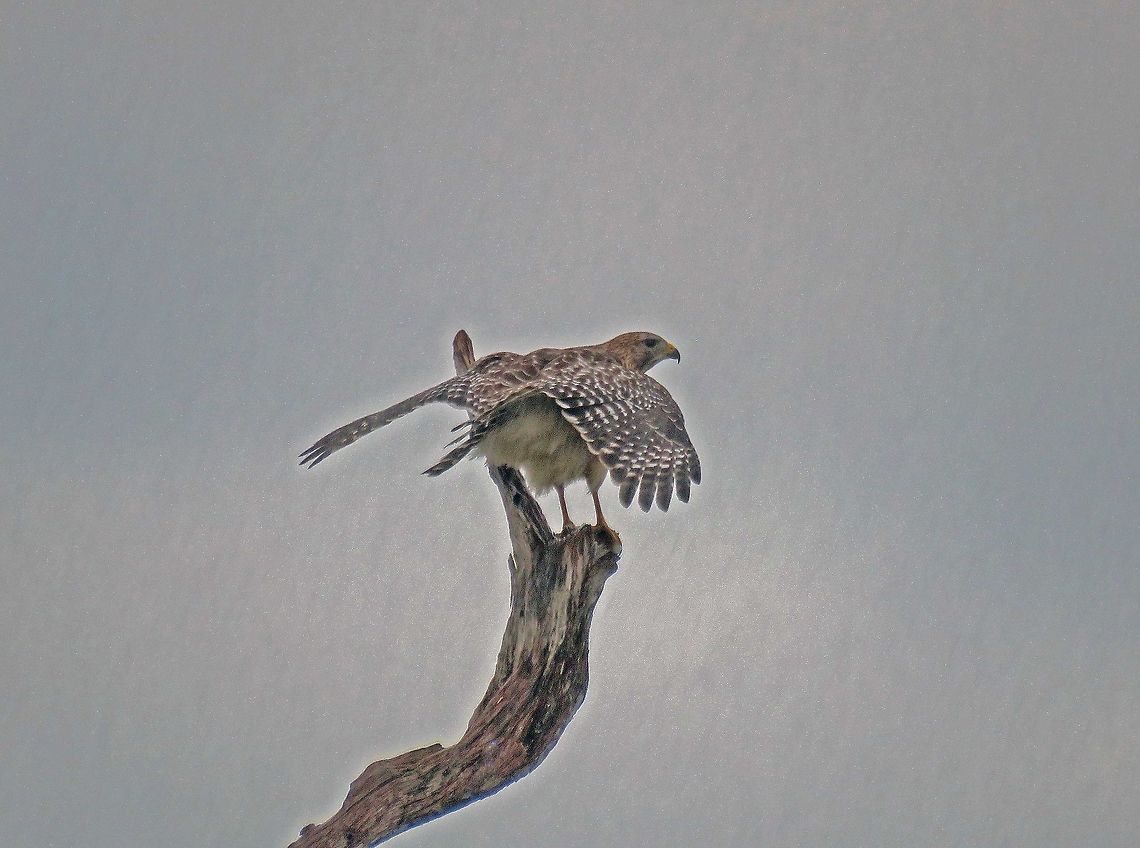 Hawk Spreads Wings in the Rain                                Taken during a downpour at Green Cay Wetlands in Southeast Florida USA Buteo lineatus,Fall,Geotagged,Red-shouldered Hawk,United States