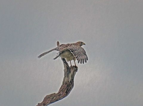 Hawk Spreads Wings in the Rain                                Taken during a downpour at Green Cay Wetlands in Southeast Florida USA Buteo lineatus,Fall,Geotagged,Red-shouldered Hawk,United States
