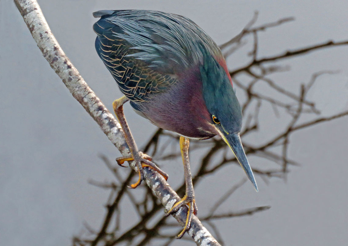 Greenback Heron Balancing                                 Butorides virescens,Green heron