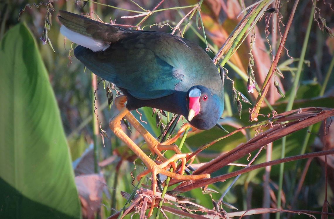 Purple Gallinule                                 Porphyrio martinicus,Purple gallinule