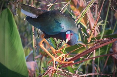 Purple Gallinule                                 Porphyrio martinicus,Purple gallinule
