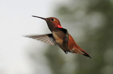 Humming Bird Under Trees                                 Rufous Hummingbird,Selasphorus rufus