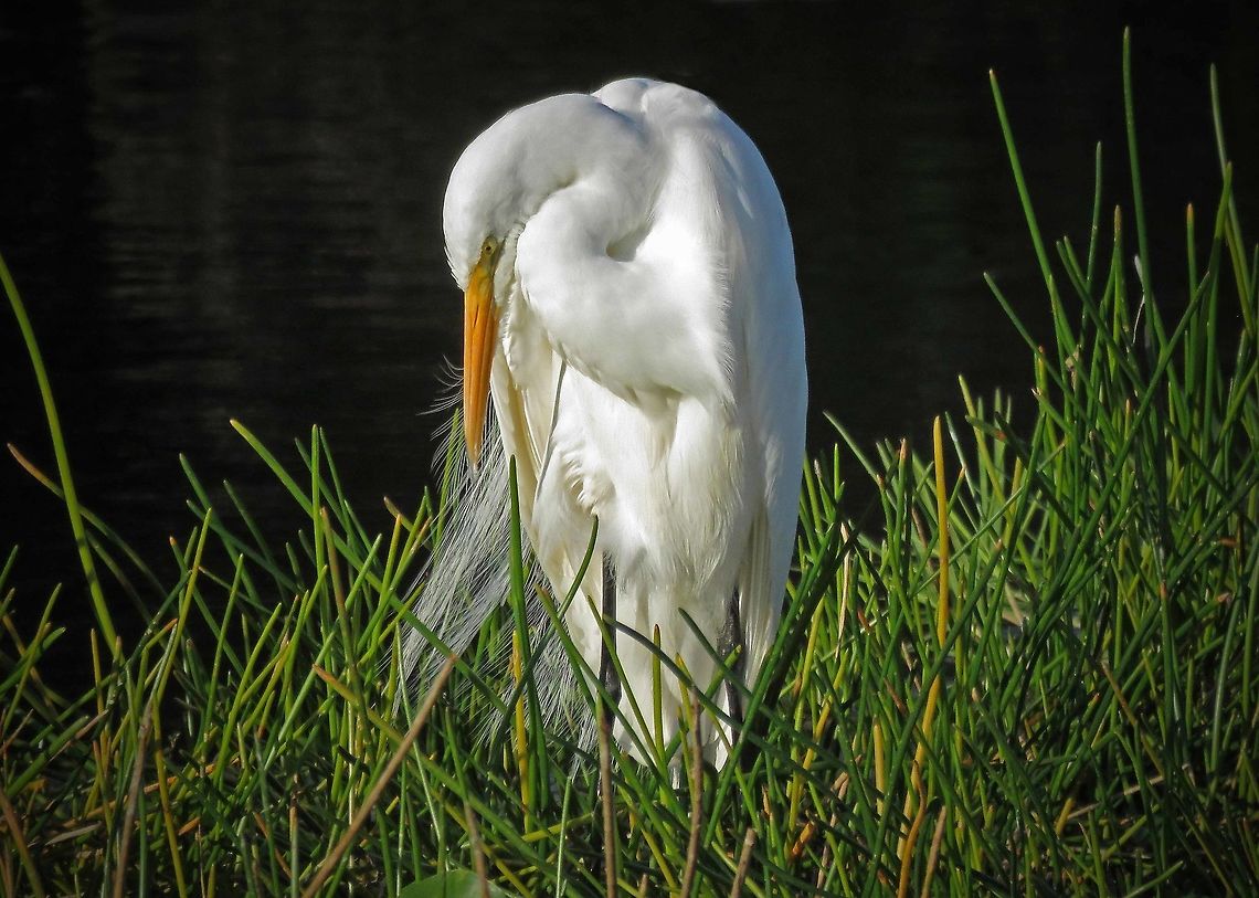 Great Egret Ponders                                 Ardea alba,Great egret