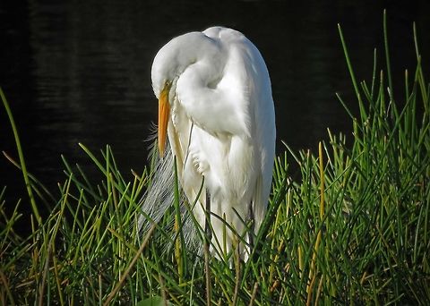 Great Egret Ponders                                 Ardea alba,Great egret
