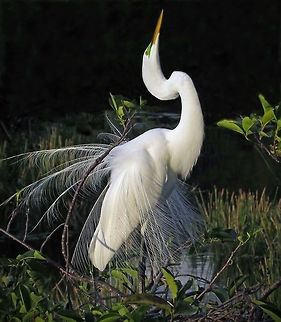 Great Egret at Dusk                                 Ardea alba,Great egret
