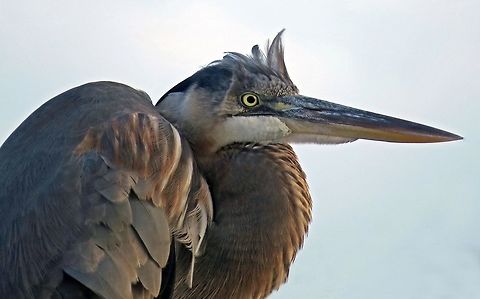 Heron in the Wind This Great Blue Heron was photographed as it was facing West on the edge of a large waterway in Southeast Florida.  Ardea herodias,Fall,Geotagged,Great Blue Heron,United States