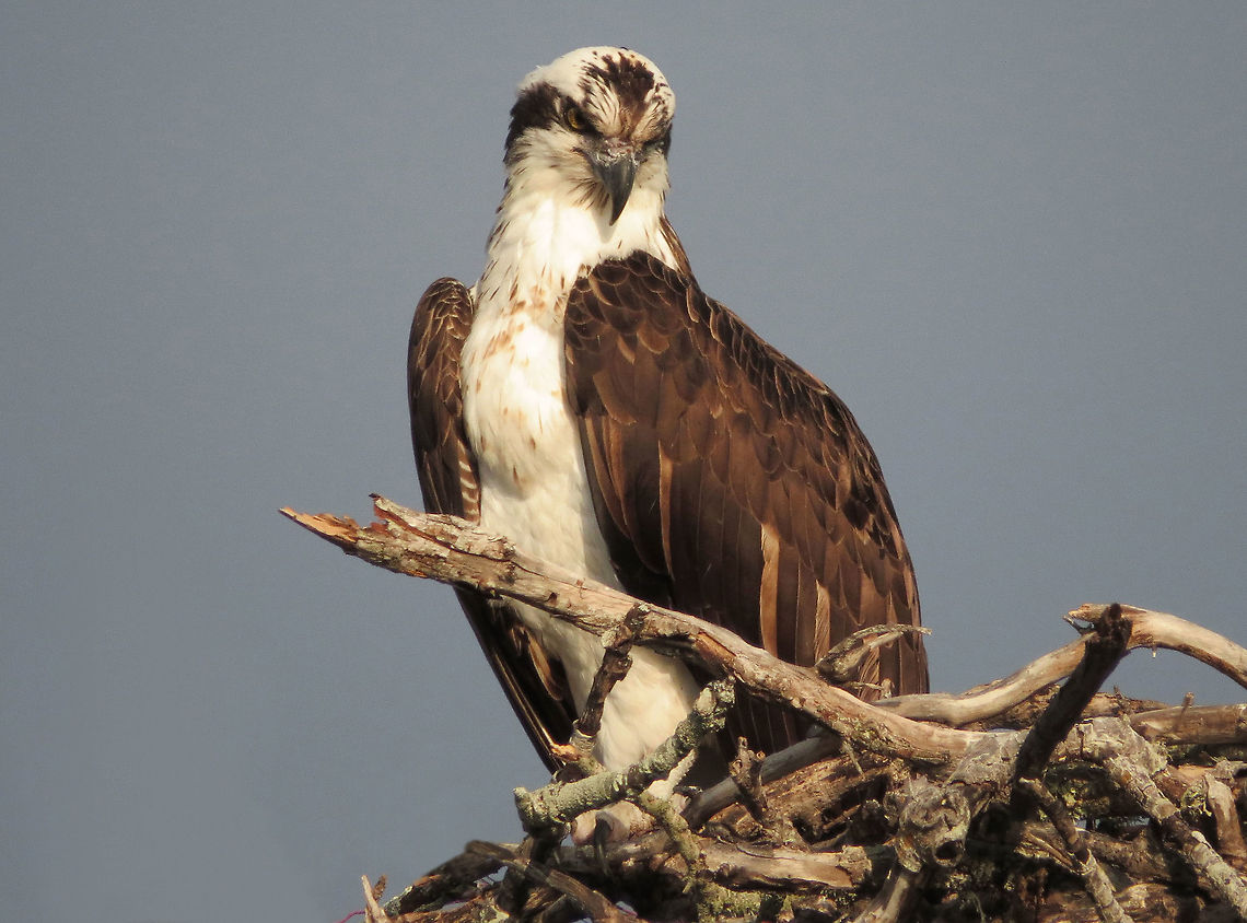 Osprey on Nest This Osprey on its nest was taken on the Gulf of Mexico Coast just above Naples, Florida  Fall,Geotagged,Osprey,Pandion haliaetus,United States