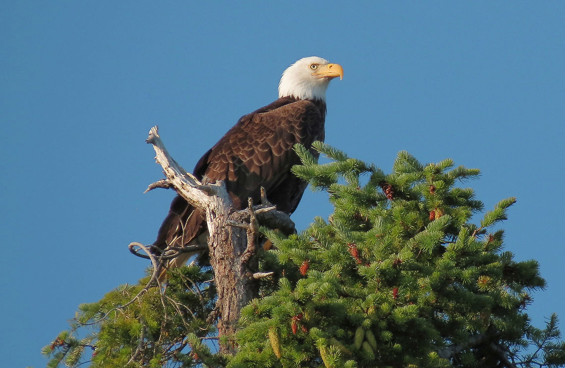 Perfect Eagle Perch This Bald Eagle was taken as I was sitting in a Kayak on the Salish Sea on the Sunshine Coast of British Columbia, Canada near Lund. Bald Eagle,Geotagged,Haliaeetus leucocephalus,Summer,United States