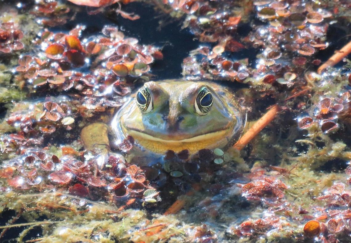 Frog Poses                                This Bullfrog was taken at the Green Cay Wetlands in Southeast Florida USA American Bullfrog,Fall,Geotagged,Rana catesbeiana,United States