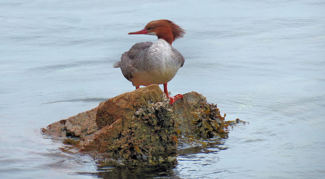 Merganser on the Rock                                Female Merganser on the Salish Sea of British Columbia, Canada Common merganser,Geotagged,Mergus merganser,Spring,United States