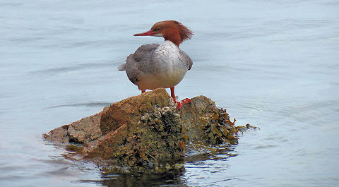 Merganser on the Rock                                Female Merganser on the Salish Sea of British Columbia, Canada Common merganser,Geotagged,Mergus merganser,Spring,United States
