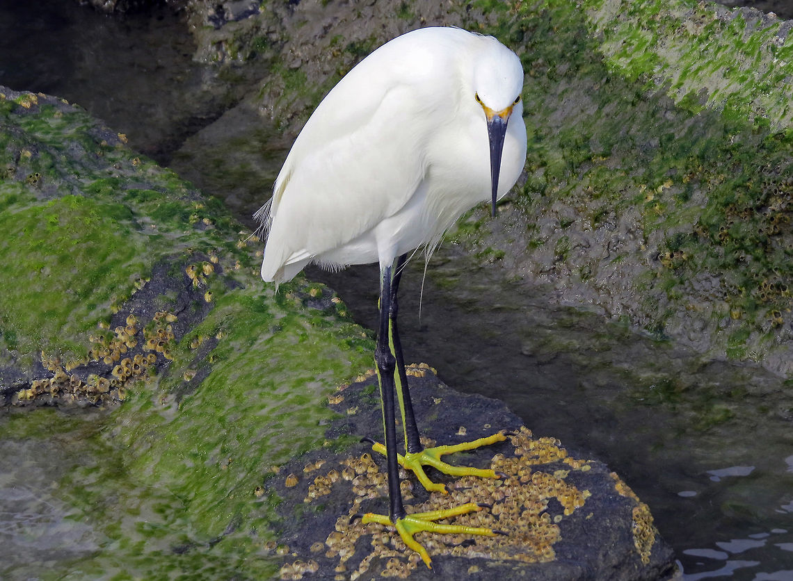 Egret_Snowy                                 Egretta thula,Snowy Egret