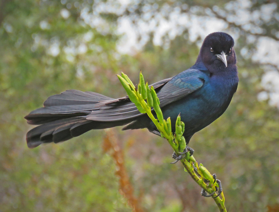Boat-tailed Grackel This photo taken at Wakodohatchee Wetlands, South Florida, USA Boat-tailed Grackle,Geotagged,Quiscalus major,United States,Winter