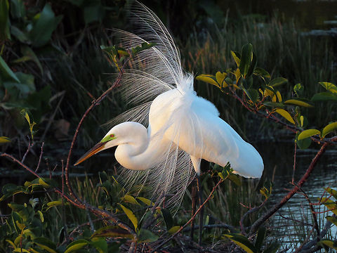 Great Egret in Breeding Plummage                                Taken at Wakodohatchee Wetlands, South Florida, USA Ardea alba,Geotagged,Great egret,Spring,United States
