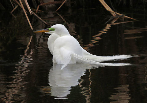 Great Egret Bathing at Dusk                                Taken at Wakodohatchee Wetlands, South Florida, USA Ardea alba,Geotagged,Great egret,United States,Winter