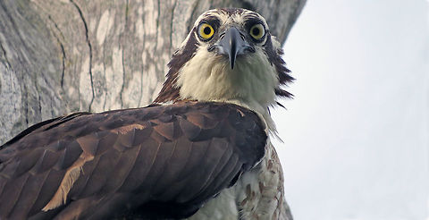 Osprey Eyes                                Photo taken on Gulf of Mexico coast, Southwest Florida, USA Osprey,Pandion haliaetus