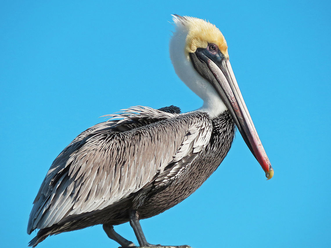 Taken N Florida, USA                                 Brown pelican,Pelecanus occidentalis