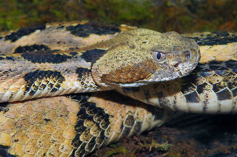 Rattler Means Business                                This photo taken in Sanford Florida Area, USA Crotalus adamanteus,Crotalus atrox,Crotalus horridus,Crotalus lepidus klauberi,Eastern diamondback rattlesnake,Timber rattlesnake