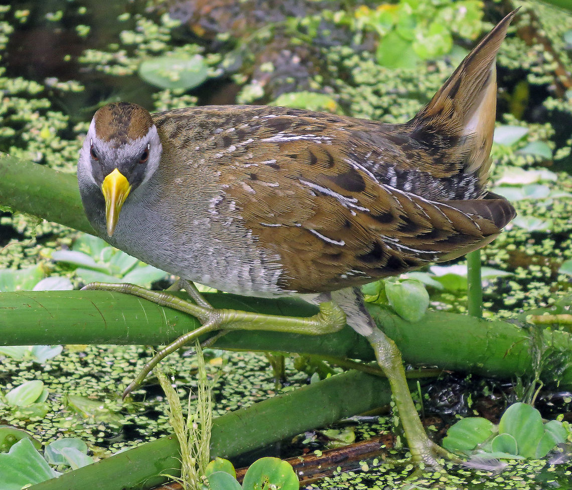 Sora Rail                                Sora Rail in its element at Green Cay Wetlands, South Florida, USA  Porzana carolina,Sora