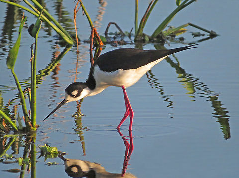 Black-necked Stilt                                Photo taken at Green Cay Wetlands, South Florida, USA  Black-necked Stilt,Himantopus mexicanus