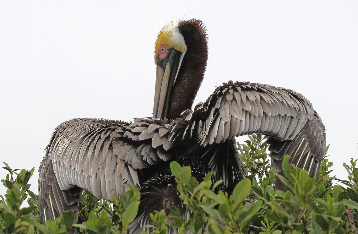Pelican - Drying Out my Feathers                                Photo taken on Florida Central Atlantic Coast, USA after a major downpour Brown pelican,Pelecanus occidentalis
