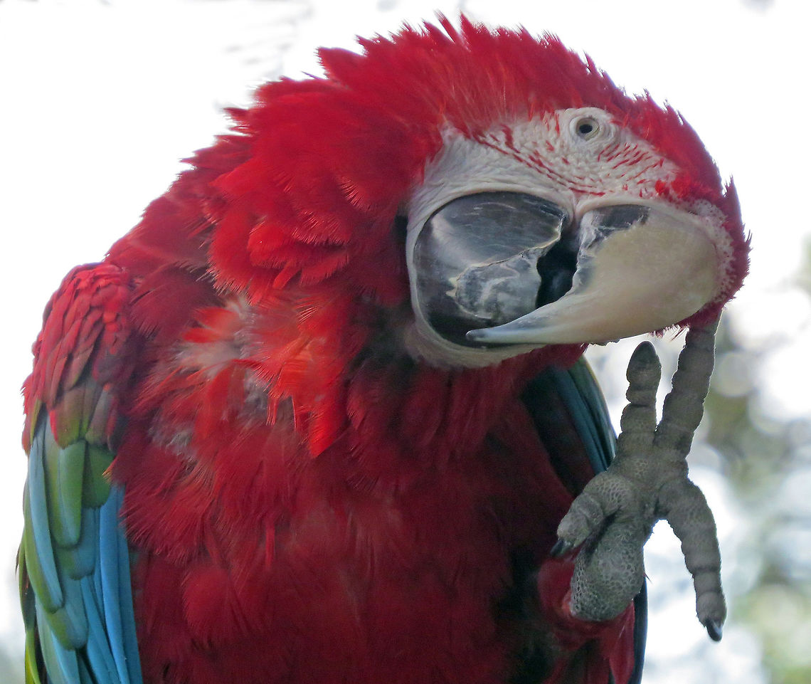 Macaw Puzzled              Macaw Taken on Outdoor Tree Branch in Central Florida, USA ( Semi-Tame)               Ara chloropterus,Red-and-green Macaw