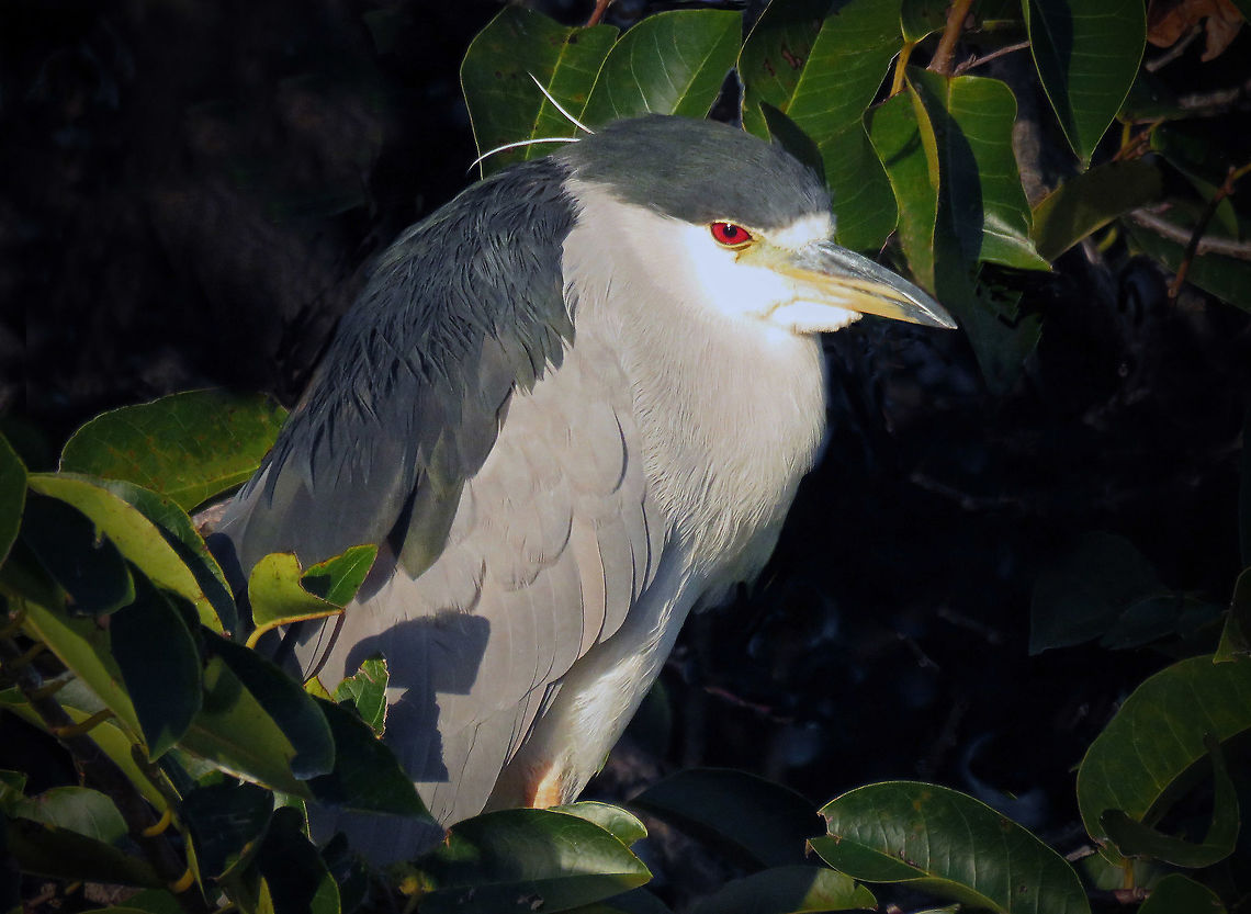 Black Crowned Night Heron Settled in                                This mature Night Heron was taken at Green Cay Wetlands in South Florida, USA Black-crowned Night-Heron,Nycticorax nycticorax