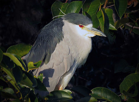 Black Crowned Night Heron Settled in                                This mature Night Heron was taken at Green Cay Wetlands in South Florida, USA Black-crowned Night-Heron,Nycticorax nycticorax