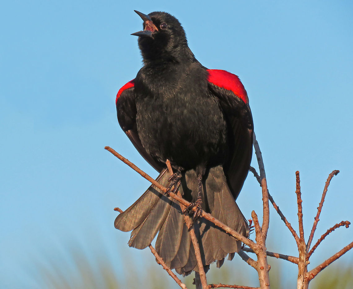 Red Wing Blackbird Displays and SIngs Taken at Green Cay Wetland, South Florida, USA Agelaius phoeniceus,Red-winged blackbird