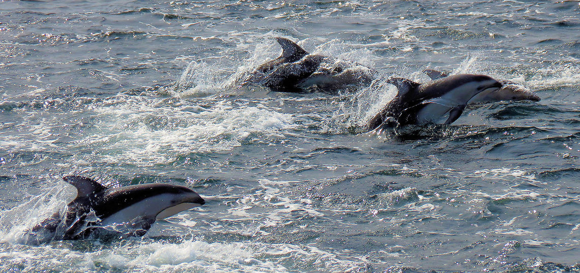 Dolphins Breaching in Salish Sea                Taken near Powell River, British Columbia, Canada                 Lagenorhynchus obliquidens,Pacific white-sided dolphin