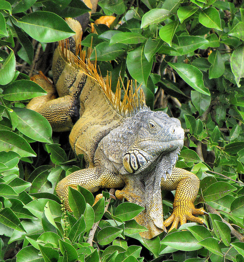 Iguana Perched on River Shore Taken on the Belize River, Belize, Central America. Not sure if this is actually the Lesser Antilles type.  Green iguana,Iguana iguana