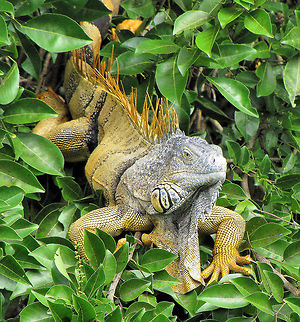 Iguana Perched on River Shore Taken on the Belize River, Belize, Central America. Not sure if this is actually the Lesser Antilles type.  Green iguana,Iguana iguana