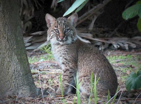 Bobcat Baby in Wild                                Taken at Green Cay Wetlands, South Florida USA, where a new litter of Bobcats were born this winter, but are very hard to find Bobcat,Lynx rufus