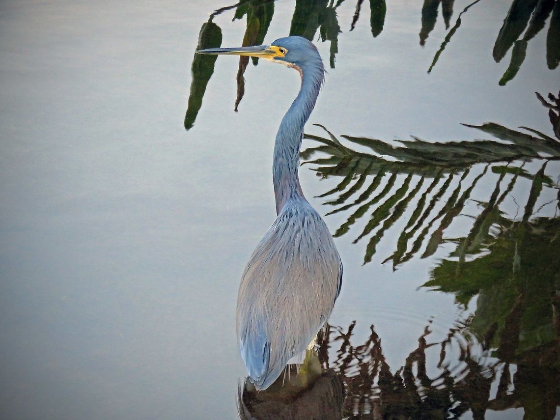 Tricolor Heron at Dusk                                This was taken at Green Cay Wetlands, South Florida, USA. The Tricolor Heron (formerly called the Louisiana Heron) is quite common to this area. Species search could not find either. Egretta tricolor,Tricolored Heron
