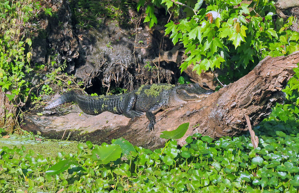 Gator Soaking up the Sun This alligator was photographed on the shores of the St John&#039;s River in Northeast Florida, USA                                Alligator mississippiensis,American Alligator