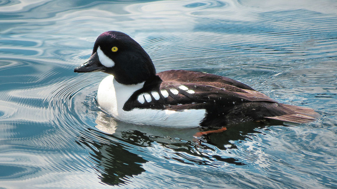 The Elusive Goldeneye Taken on the Salish Sea at the northern end of the &quot;Sunshine Coast&quot; British Columbia, Canada Barrows goldeneye,Bucephala islandica
