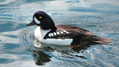 Barrows goldeneye