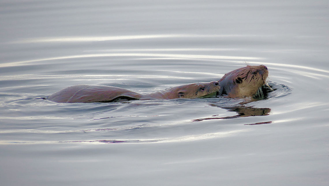 River Otters Mating Swim Taken in Salish Sea, Near Lund, British Columbia, Canada. Since the Sea Otters were decimated by fur hunters the River Otters have adapted to this salt-water environment Lontra canadensis,North American river otter