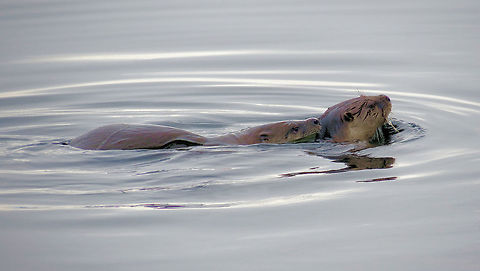 River Otters Mating Swim Taken in Salish Sea, Near Lund, British Columbia, Canada. Since the Sea Otters were decimated by fur hunters the River Otters have adapted to this salt-water environment Lontra canadensis,North American river otter