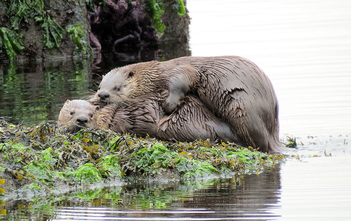 River Otters mating arrive on shore Taken near Lund, British Columbia, Canada Lontra canadensis,North American river otter