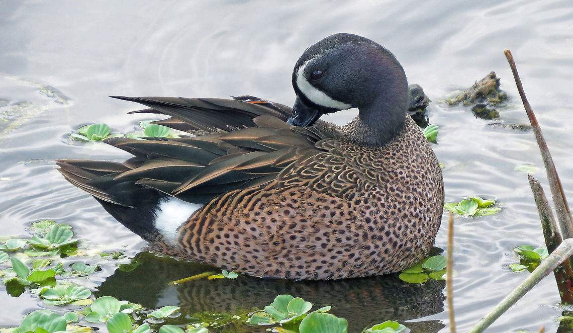 Blue Winged Teal Preens                                Photo taken at Green Cay Wetlands, South Florida, USA.  Anas discors,Blue-winged teal