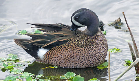 Blue Winged Teal Preens                                Photo taken at Green Cay Wetlands, South Florida, USA.  Anas discors,Blue-winged teal