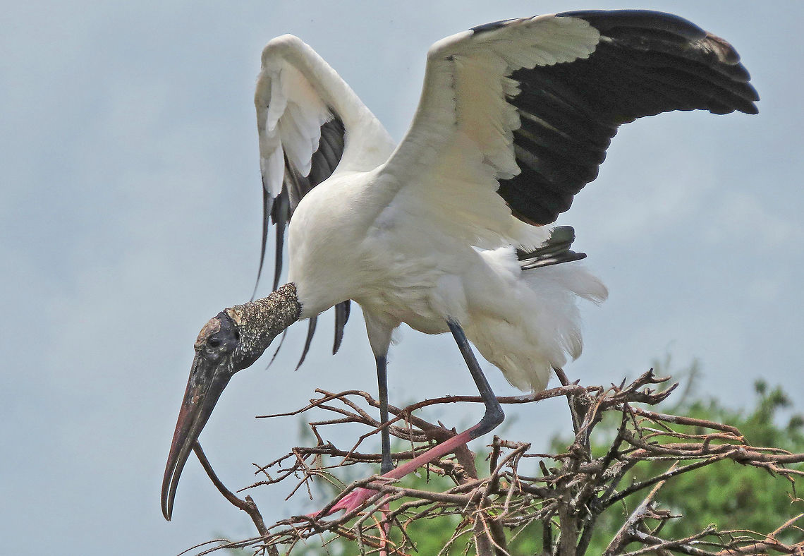 Wood Stork Landing                                Taken near Wakadohatchee Wetlands, South Florida, USA Mycteria americana,Wood Stork