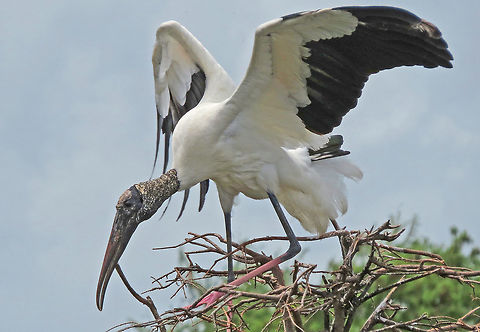 Wood Stork Landing                                Taken near Wakadohatchee Wetlands, South Florida, USA Mycteria americana,Wood Stork