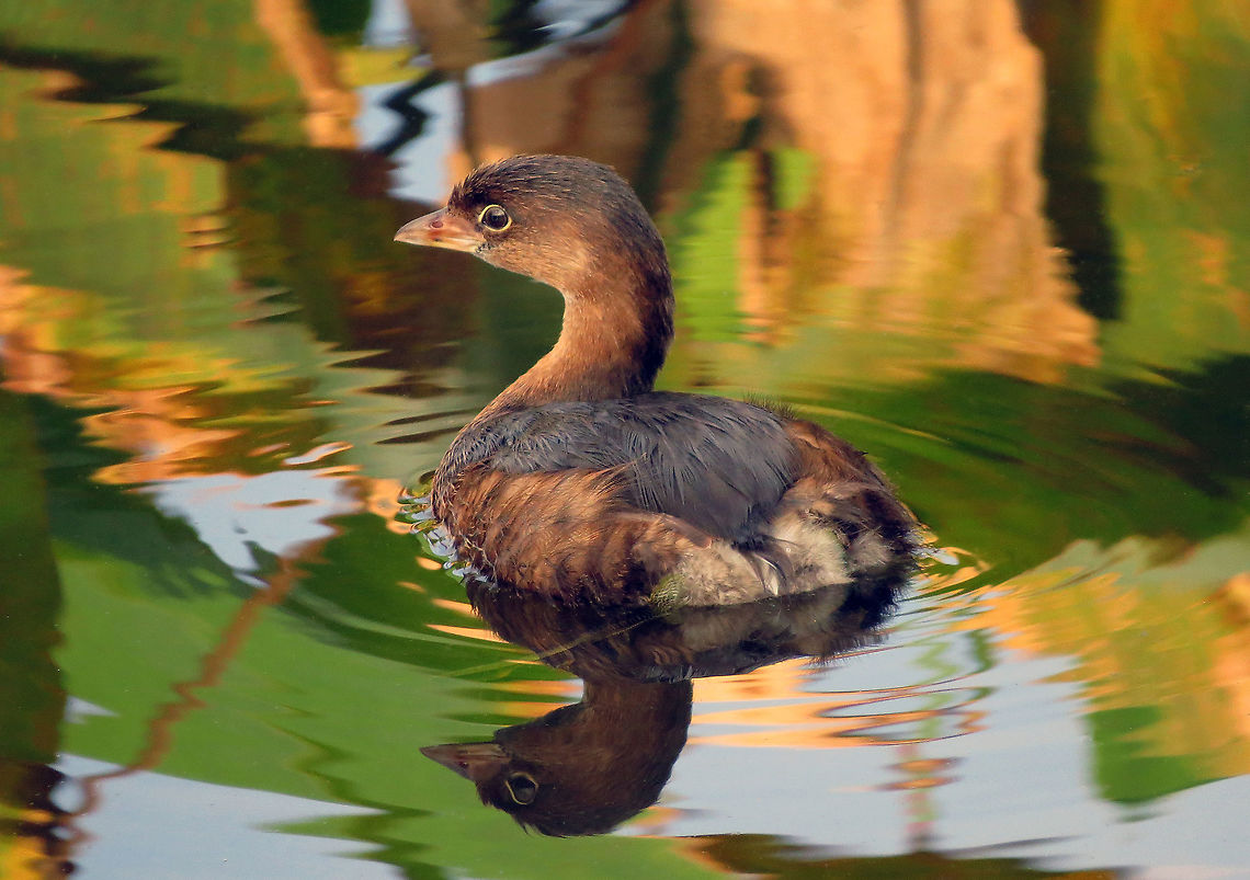 Pied-Billed Grebe in Colors            This is the smallest North American member of the Grebe family. Taken at Wakadohatchee Wetlands, South Florida, USA               Little Grebe,Pied-billed grebe,Podilymbus podiceps,Tachybaptus ruficollis