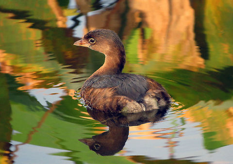 Pied-Billed Grebe in Colors            This is the smallest North American member of the Grebe family. Taken at Wakadohatchee Wetlands, South Florida, USA               Little Grebe,Pied-billed grebe,Podilymbus podiceps,Tachybaptus ruficollis